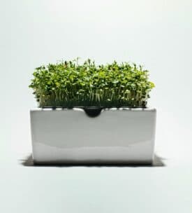 Ein weißer, rechteckiger Topf, gefüllt mit dichtem, grünem, aufrecht wachsendem Mikrogrün, vor einem schlichten weißen Hintergrund.