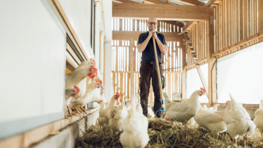Eine Person steht in einem sonnenbeschienenen, hölzernen Hühnerstall, lächelt und stützt sich auf eine Schaufel. Mehrere weiße Hühner mit roten Kämmen laufen auf dem mit Stroh bedeckten Boden um sie herum.