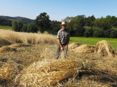 Ein älterer Mann mit Strohhut und kariertem Hemd steht auf einem sonnigen Feld und erntet mit einer Sichel hohes, goldenes Getreide. Im Hintergrund sind Bäume und sanfte Hügel unter einem klaren blauen Himmel zu sehen.