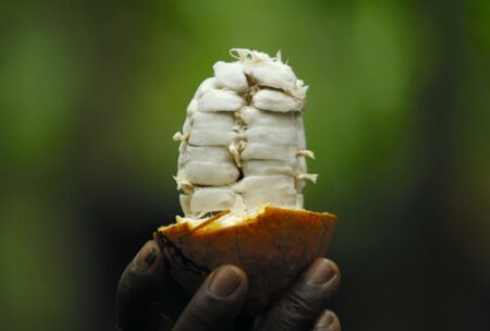 Eine Hand hält eine geöffnete Kakaoschote, in der sich weiße, breiige Kakaobohnen befinden. Der Hintergrund ist unscharf und grün, um die Kakaoschote in den Vordergrund zu rücken.