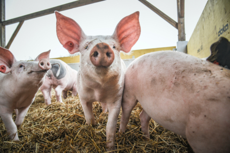 Mehrere rosa Schweine stehen auf Stroh in einem Holzstall, wobei ein Schwein in der Mitte direkt in die Kamera schaut. Der Hintergrund zeigt Holzbalken und teilweise sichtbare gelbe Bretter.
