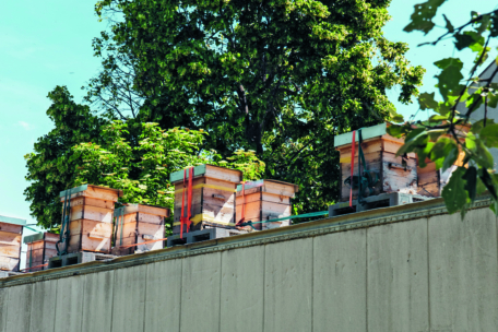 Mehrere hölzerne Bienenstöcke, die mit roten Bändern gesichert sind, sind auf einem Dach aufgereiht, mit grünen Bäumen im Hintergrund und einem Teil einer Betonmauer im Vordergund.
