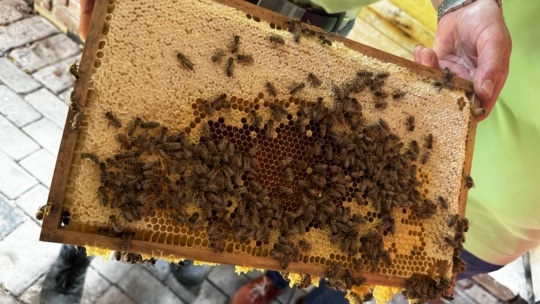 Eine Person hält einen hölzernen Bienenstockrahmen, der mit Bienen und Waben bedeckt ist; Teile der Waben enthalten verdeckelten Honig und Zellen, während die Bienen auf der Oberfläche arbeiten.