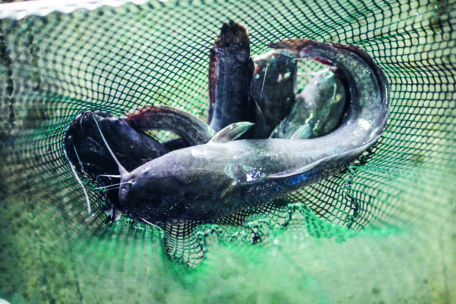 Mehrere lebende Welse werden in einem schwarzen Netz über grünlichem Wasser gefangen, ihre glänzenden, dunklen Körper verheddern sich, als sie herausgehoben werden.