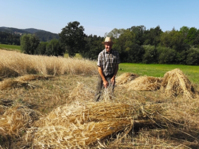 Ein Mann mit Strohhut und kariertem Hemd steht auf einem sonnenbeschienenen Feld und erntet mit einer Sichel goldenen Weizen. Im Hintergrund sind Bäume und Hügel unter einem klaren blauen Himmel zu sehen.