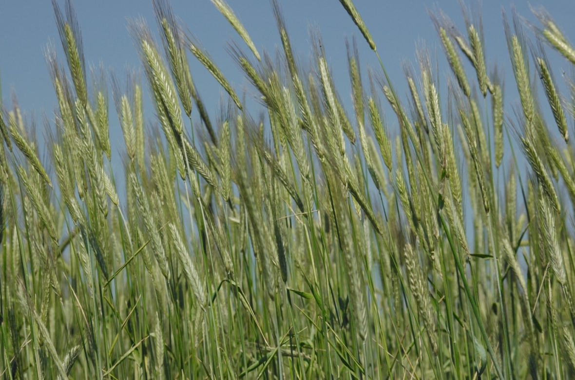 Hohe grüne Weizenstängel wiegen sich auf einem Feld unter einem klaren blauen Himmel, ihre spitzen Köpfe und schlanken Stängel sind deutlich sichtbar.